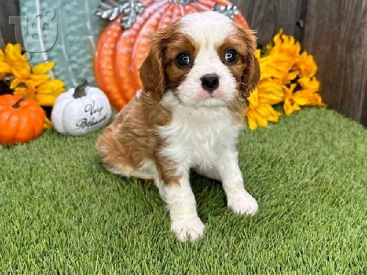 PoulaTo: Cavalier King Charles Spaniel